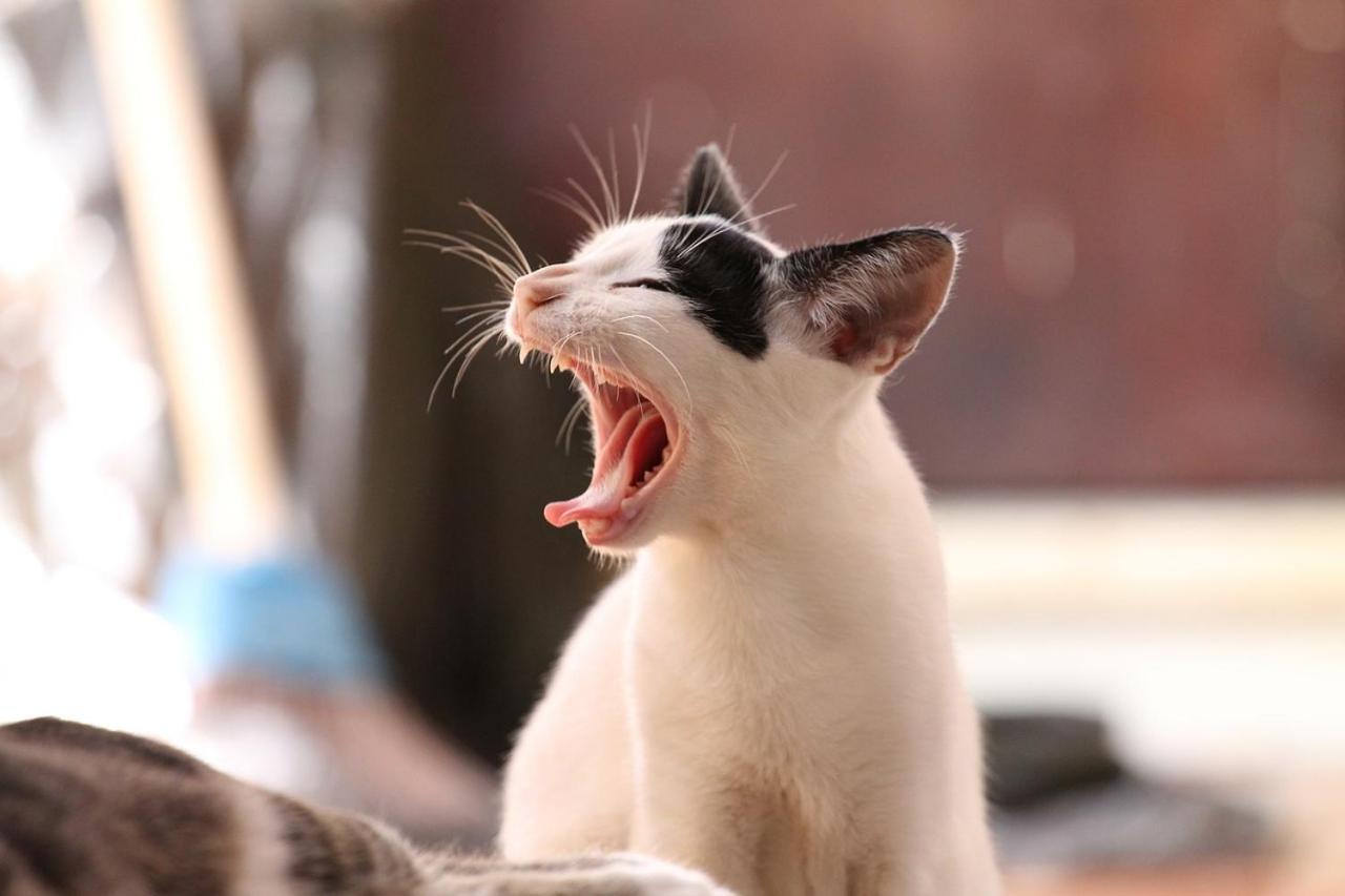 猫と断食の宿 Cat Inn Neko Kunisaki Esterno foto