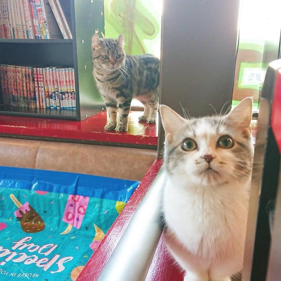 猫と断食の宿 Cat Inn Neko Kunisaki Esterno foto