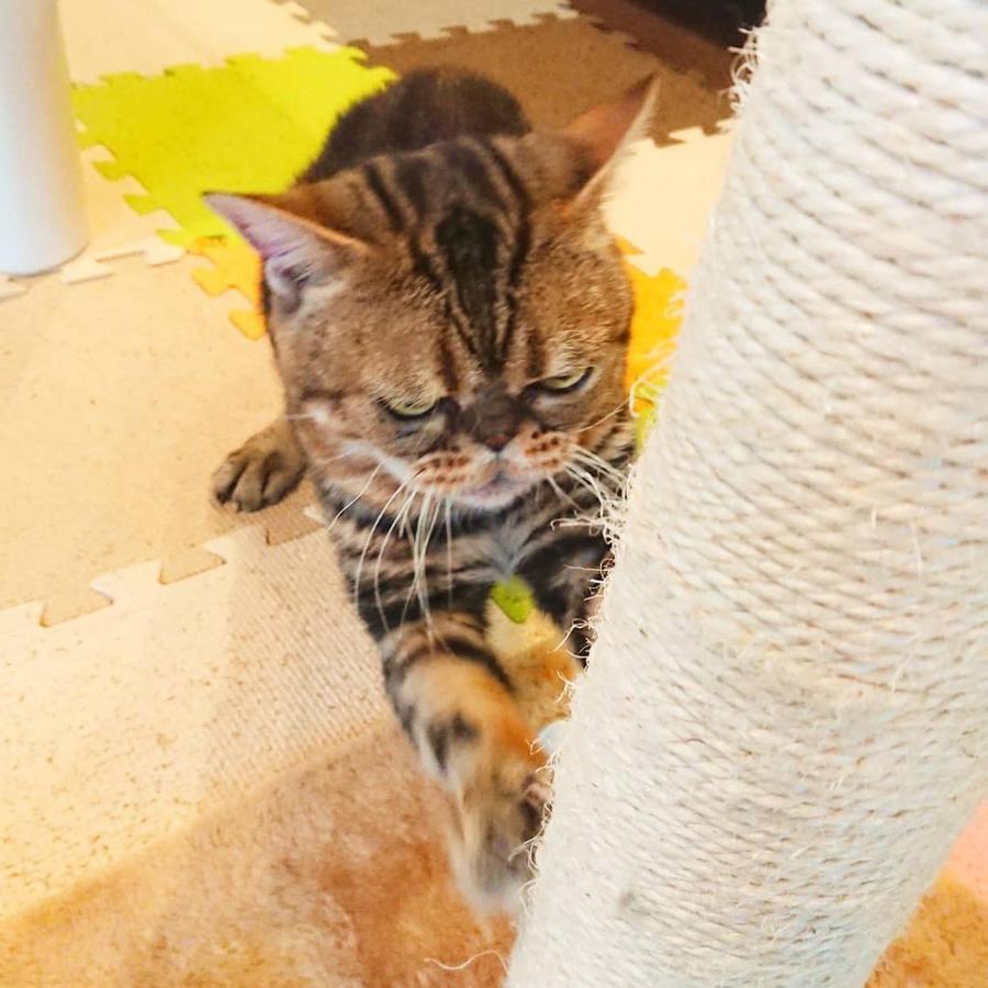 猫と断食の宿 Cat Inn Neko Kunisaki Esterno foto