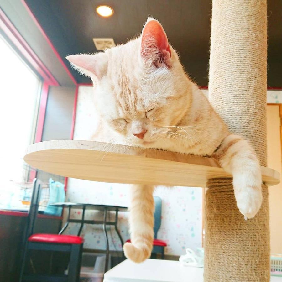 猫と断食の宿 Cat Inn Neko Kunisaki Esterno foto