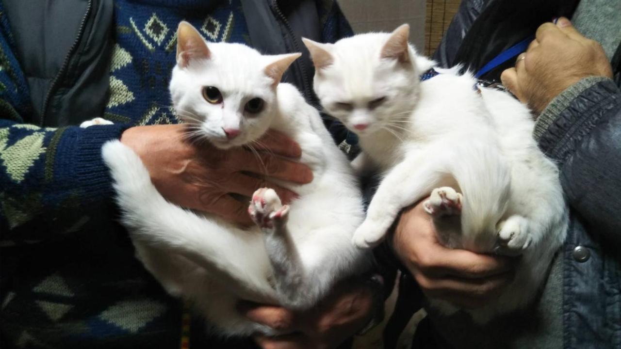 猫と断食の宿 Cat Inn Neko Kunisaki Esterno foto